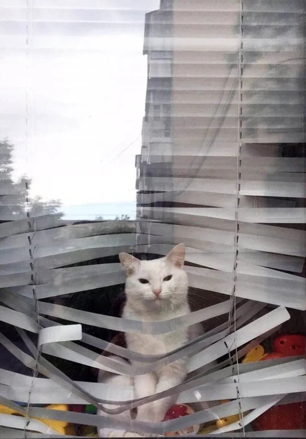 Pets Are Chaos (15 pics)