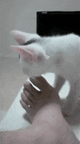 Acid GIFs, September 25 (25 gifs) Acid GIFs, September 25 (25 gifs)