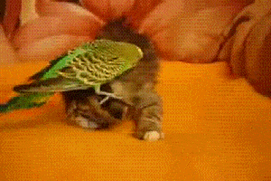 Acid GIFs, September 25 (25 gifs) Acid GIFs, September 25 (25 gifs)
