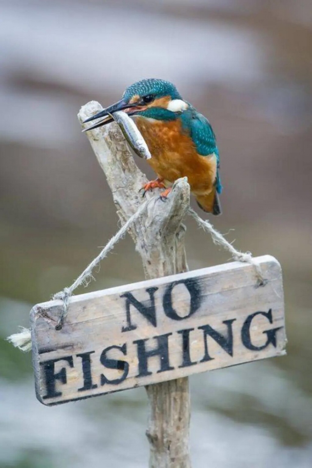 They Don't Care About The Rules (21 pics)
