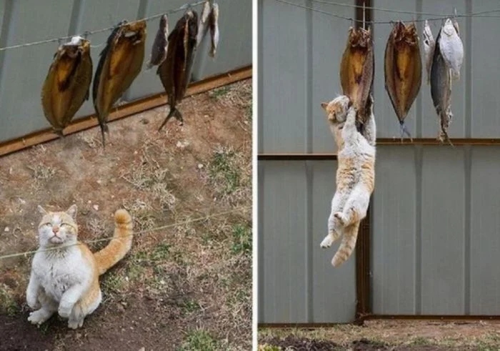 Cheeky But Sweet Thieves (23 pics)