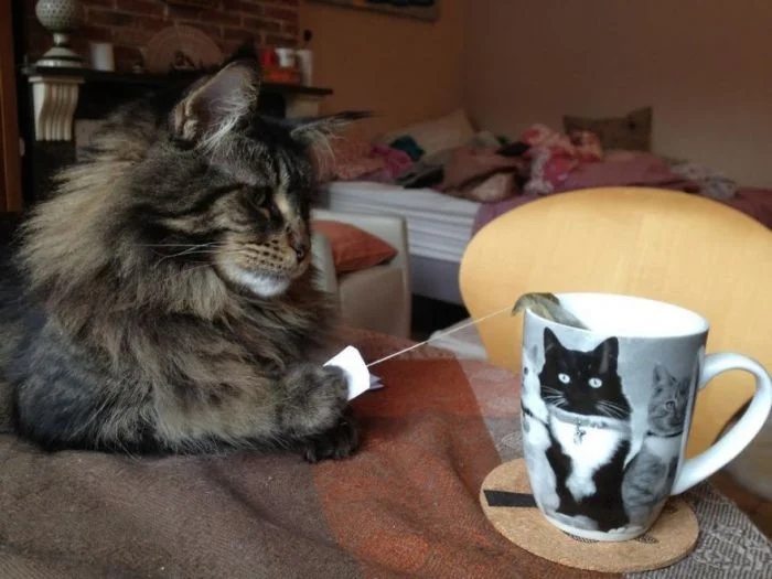 Cheeky But Sweet Thieves (23 pics)