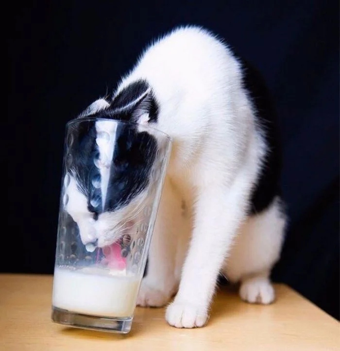 Cheeky But Sweet Thieves (23 pics)