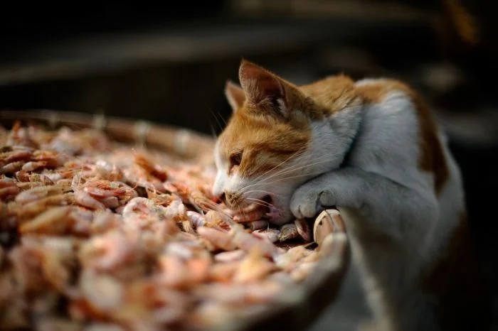 Cheeky But Sweet Thieves (23 pics)