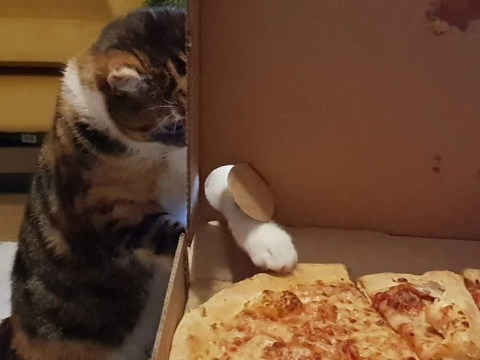 Cheeky But Sweet Thieves (23 pics)