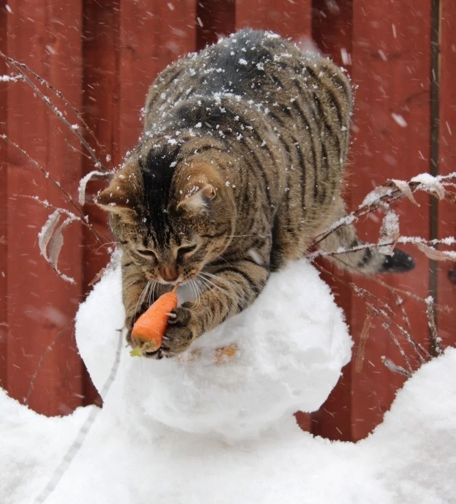 Cheeky But Sweet Thieves (23 pics)