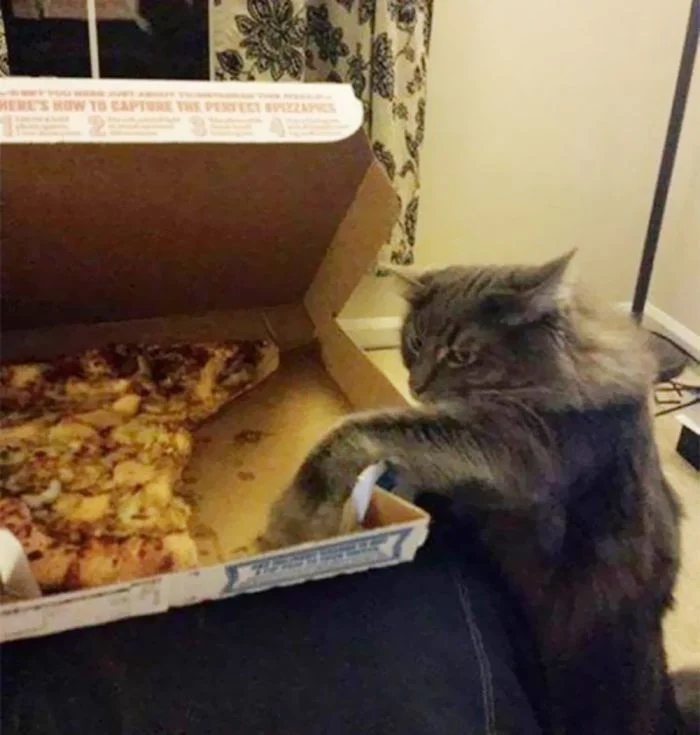 Cheeky But Sweet Thieves (23 pics)