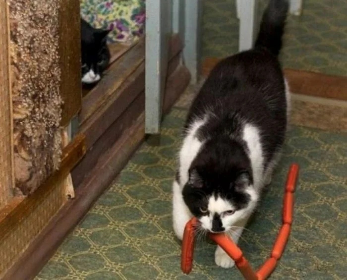 Cheeky But Sweet Thieves (23 pics)