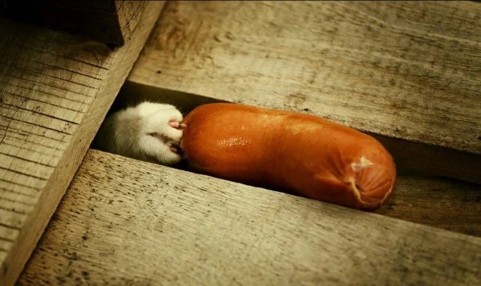 Cheeky But Sweet Thieves (23 pics)