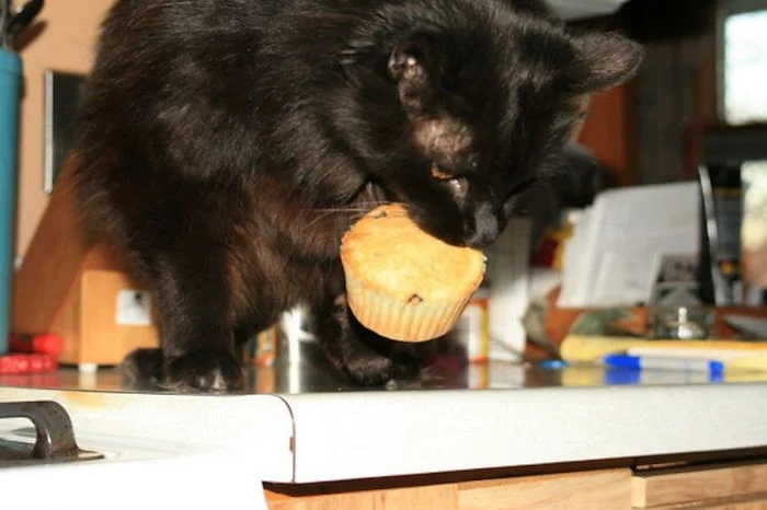 Cheeky But Sweet Thieves (23 pics)