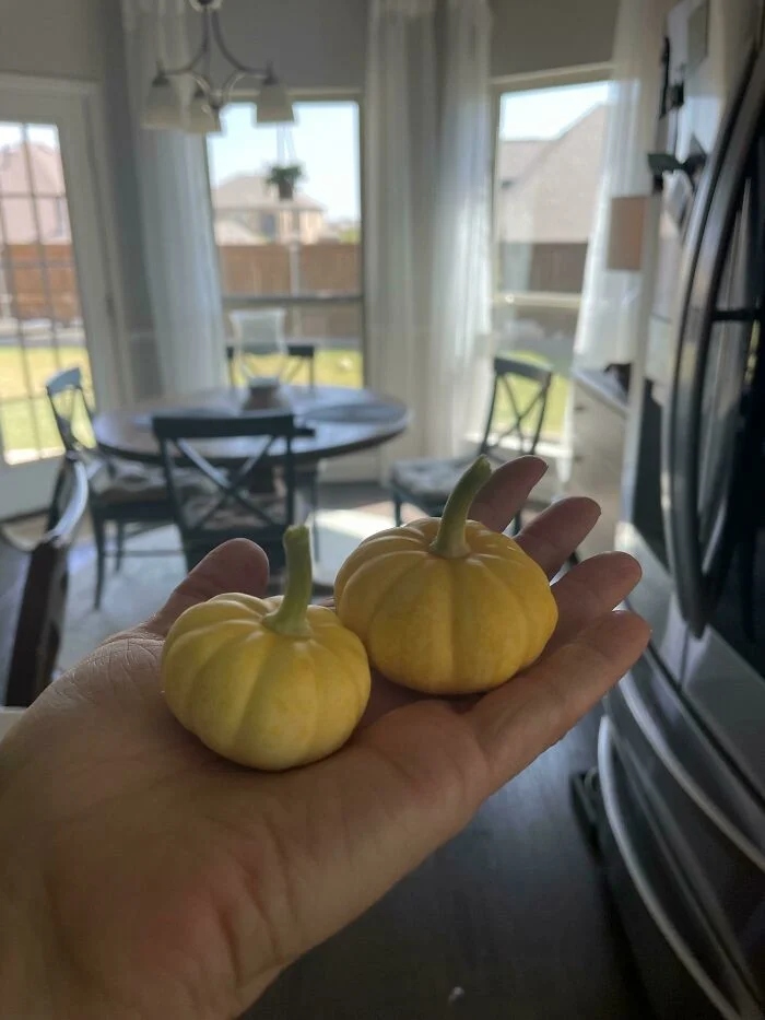 Unsuccessful Harvest (23 pics)