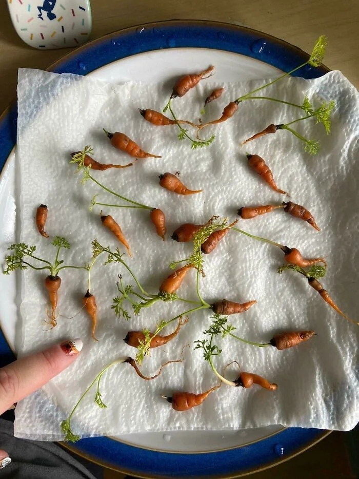 Unsuccessful Harvest (23 pics)