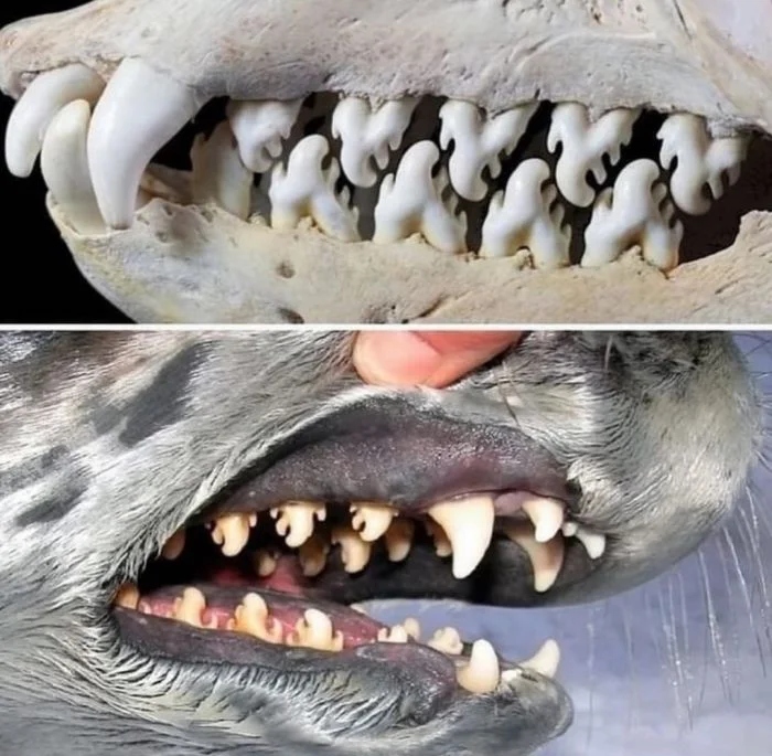 Creepy Photos (16 pics)
