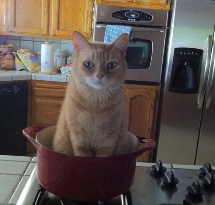 Pets Are Chaos (18 pics)