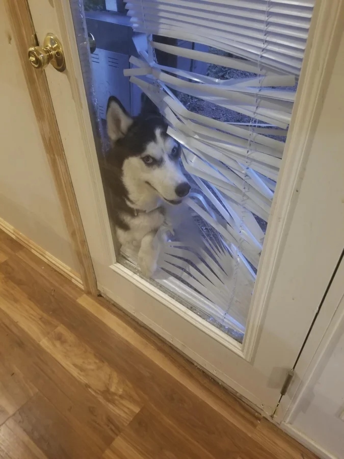 Pets Are Chaos (18 pics)