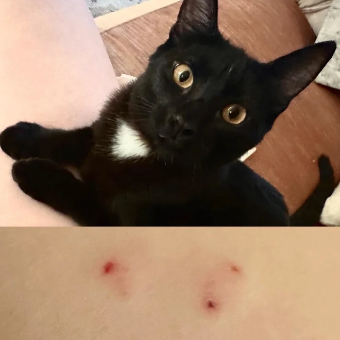 Pets Are Chaos (18 pics)