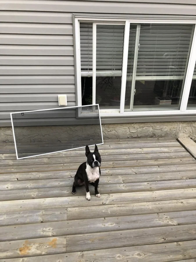Pets Are Chaos (18 pics)