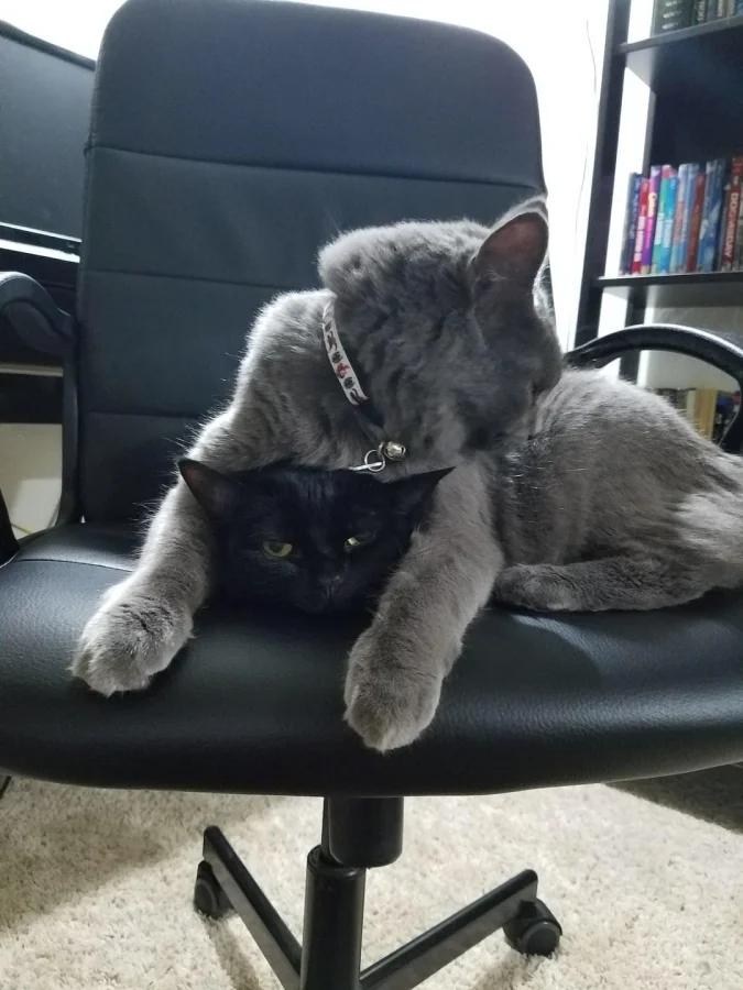 Pets Are Chaos (18 pics)