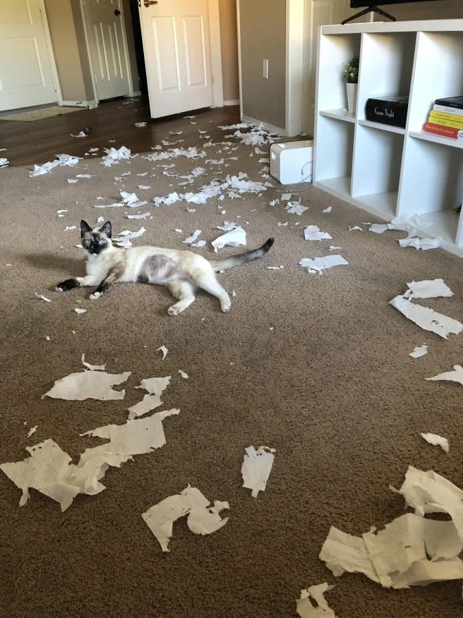 Pets Are Chaos (18 pics)