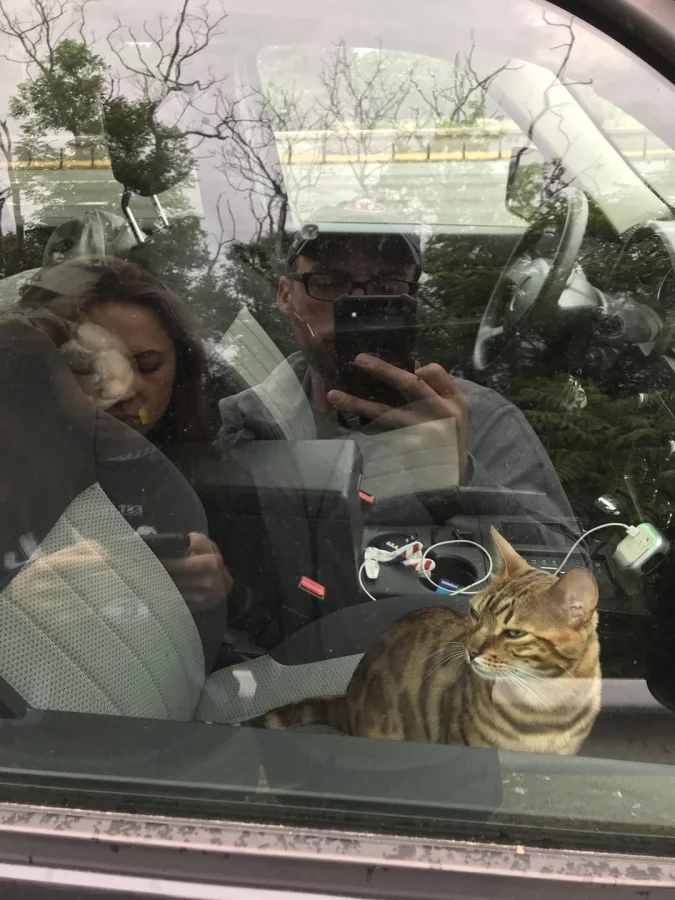 Pets Are Chaos (18 pics)