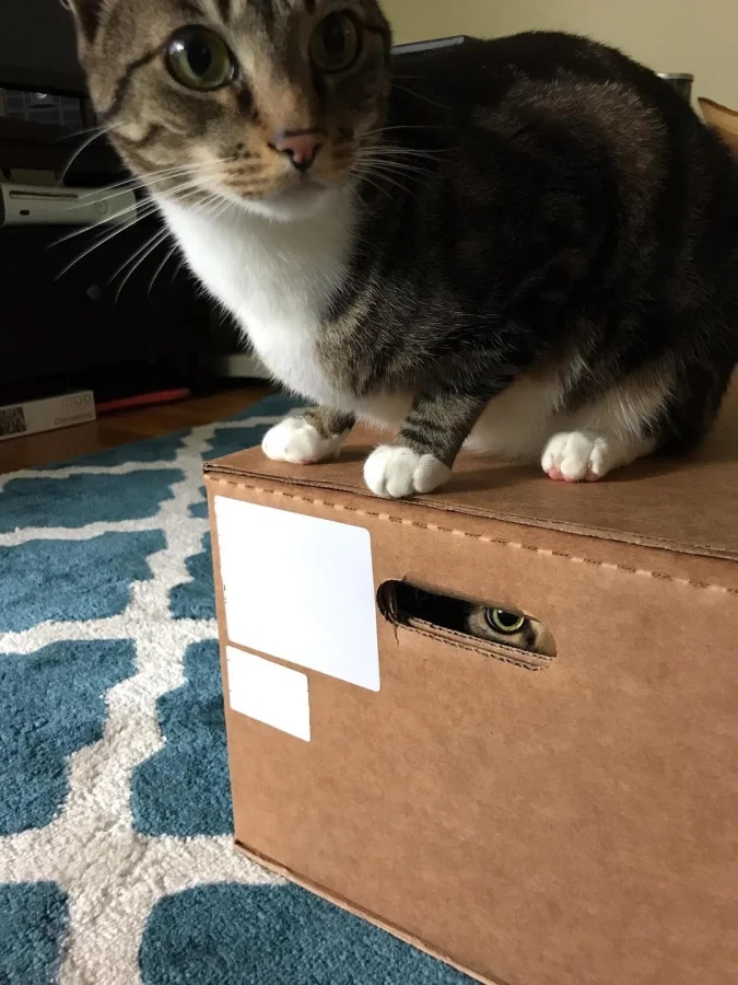 Pets Are Chaos (18 pics)