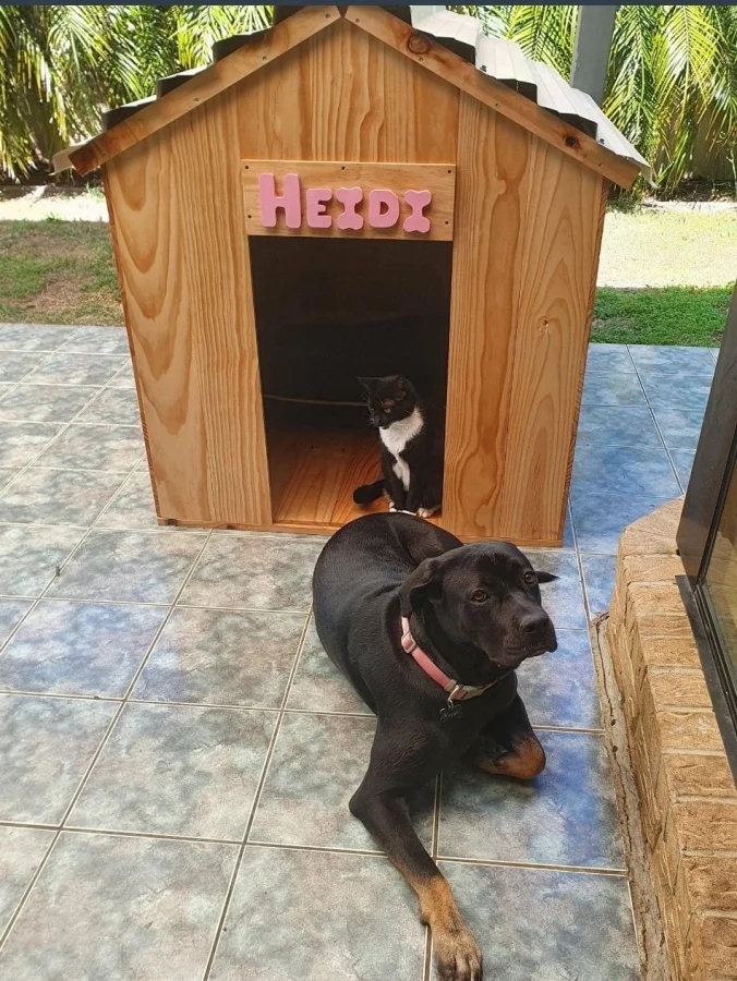 Pets Are Chaos (18 pics)