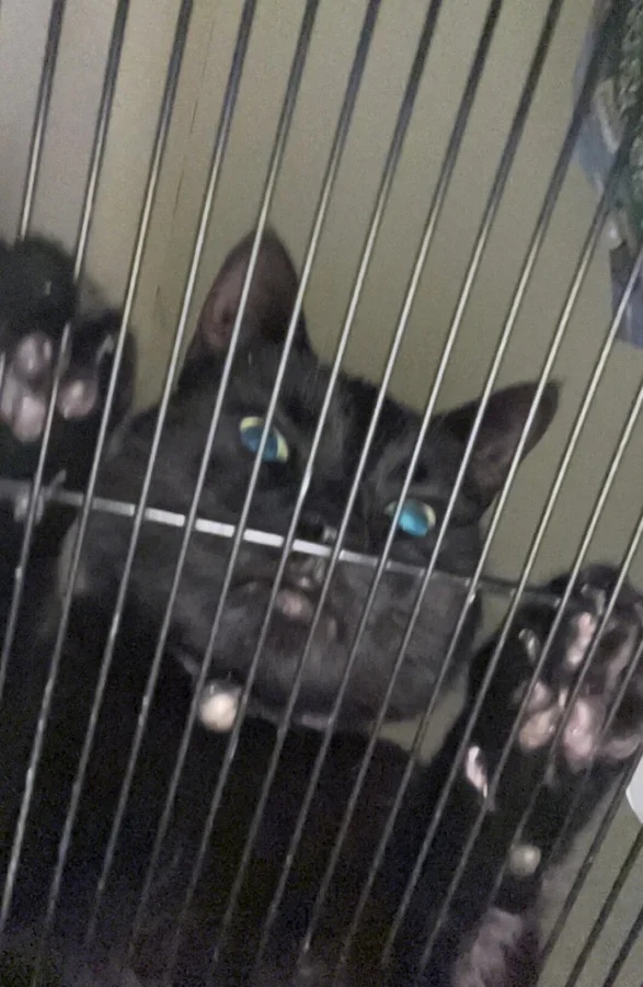 Pets Are Chaos (18 pics)