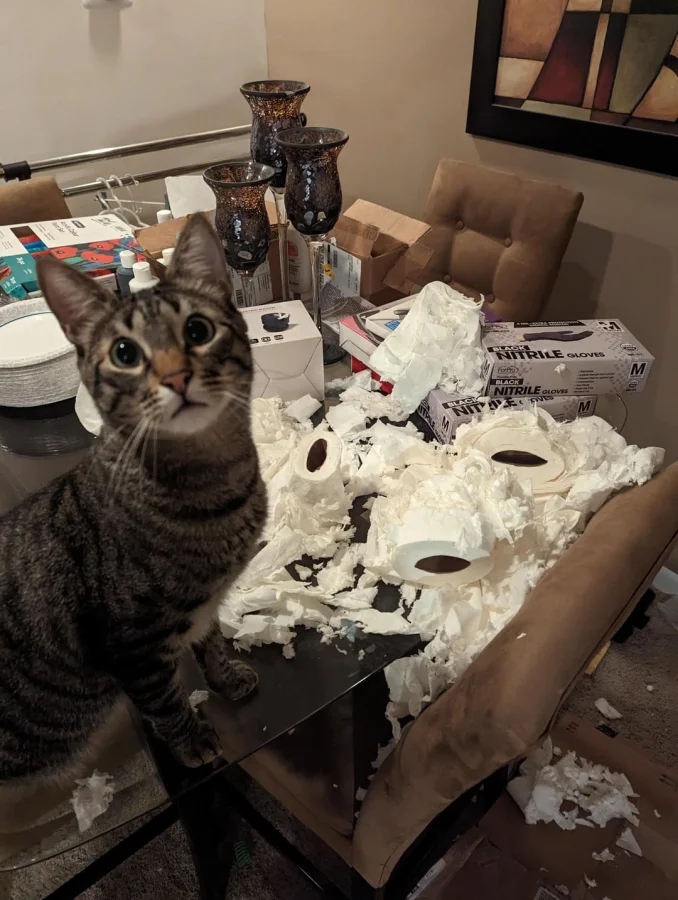 Pets Are Chaos (18 pics)