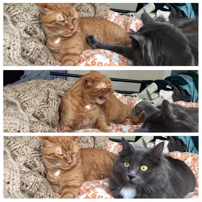 Pets Are Chaos (18 pics)