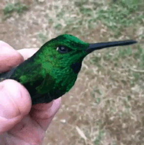 Acid GIFs, September 30 (25 gifs) Acid GIFs, September 30 (25 gifs)