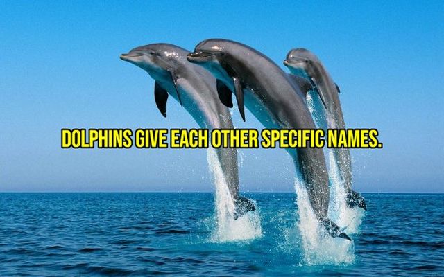 Random Facts (19 pics)
