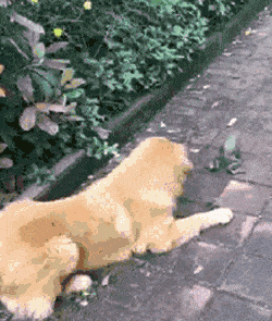 1759257173_10.gif