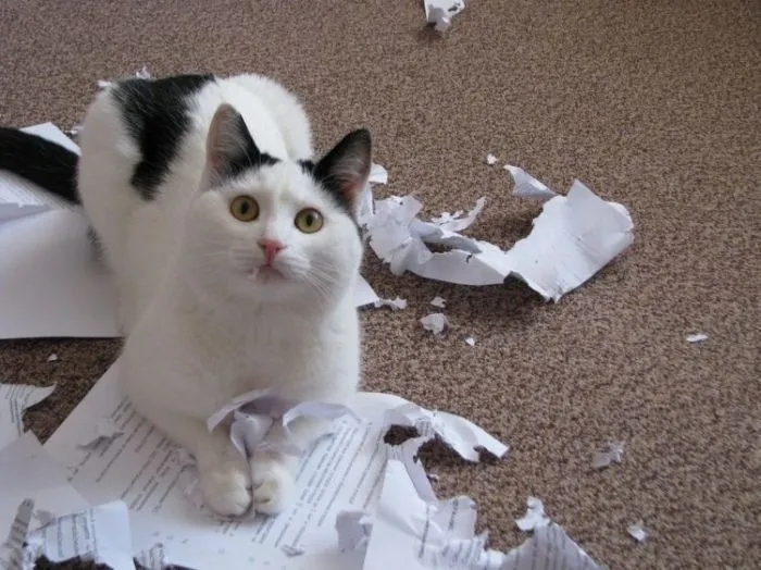 Sweet Criminals (20 pics)