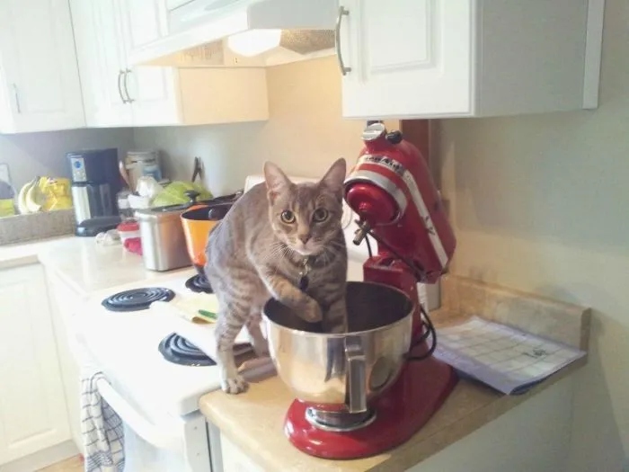 Sweet Criminals (20 pics)