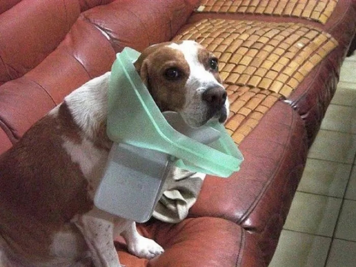Sweet Criminals (20 pics)
