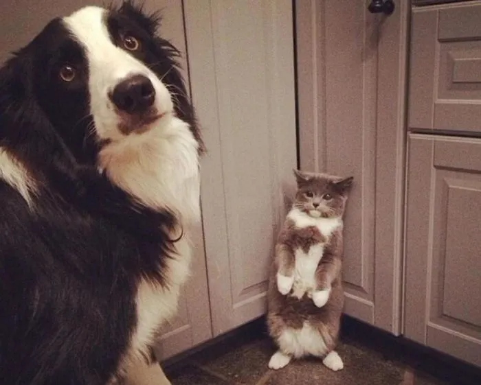 Sweet Criminals (20 pics)