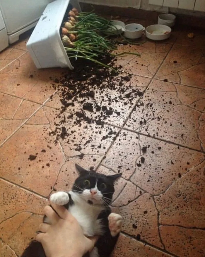 Sweet Criminals (20 pics)