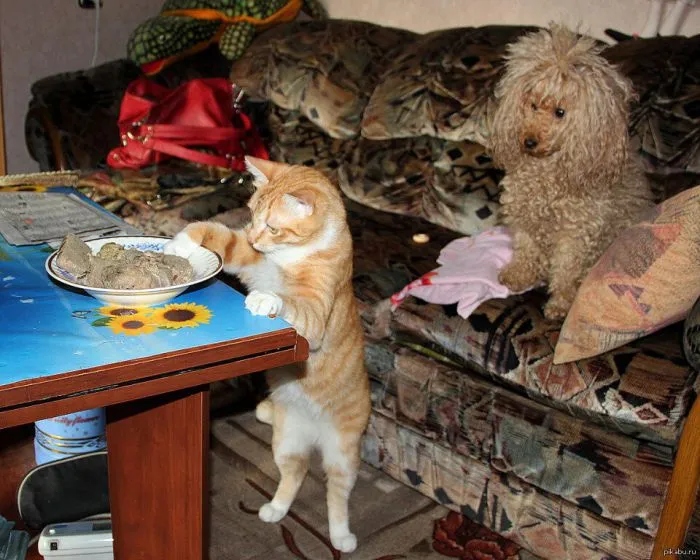 Sweet Criminals (20 pics)
