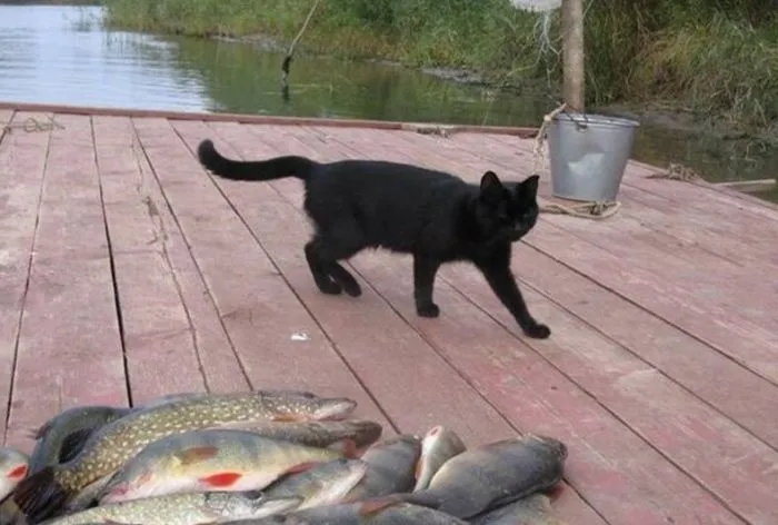 Sweet Criminals (20 pics)