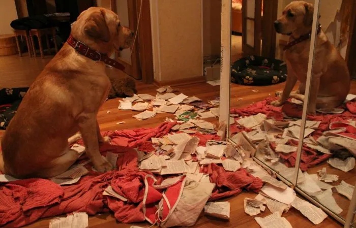 Sweet Criminals (20 pics)