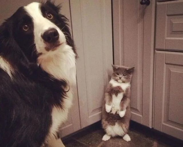 Sweet Criminals (20 pics)