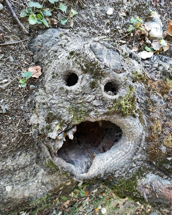 Funny Pareidolia (21 pics)