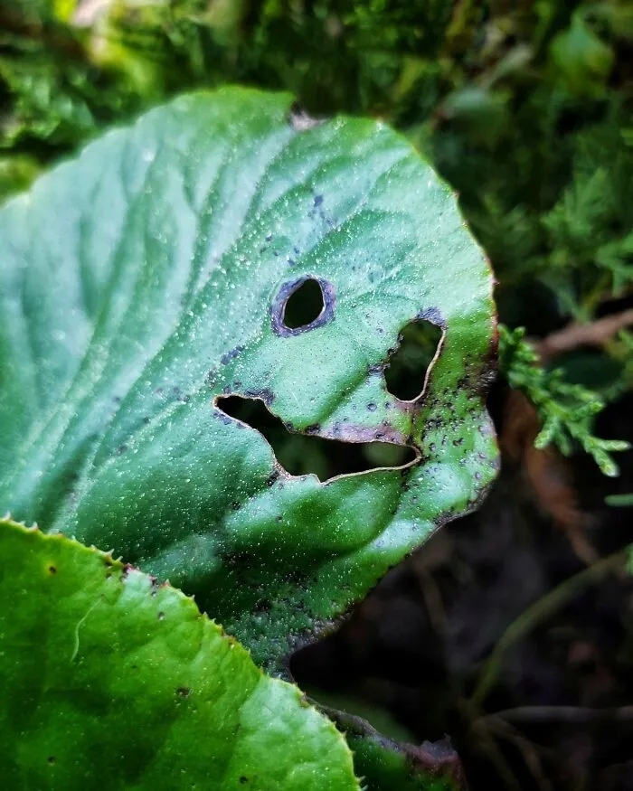Funny Pareidolia (21 pics)