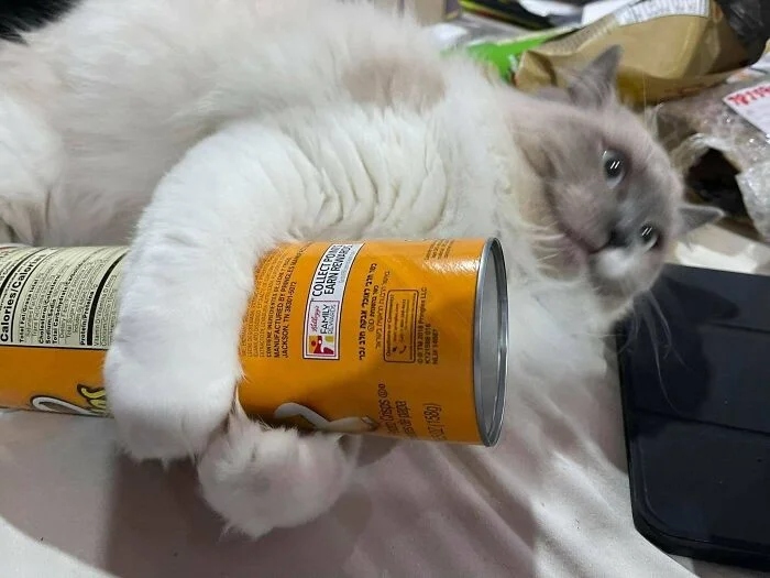 Funny Pets (21 pics)