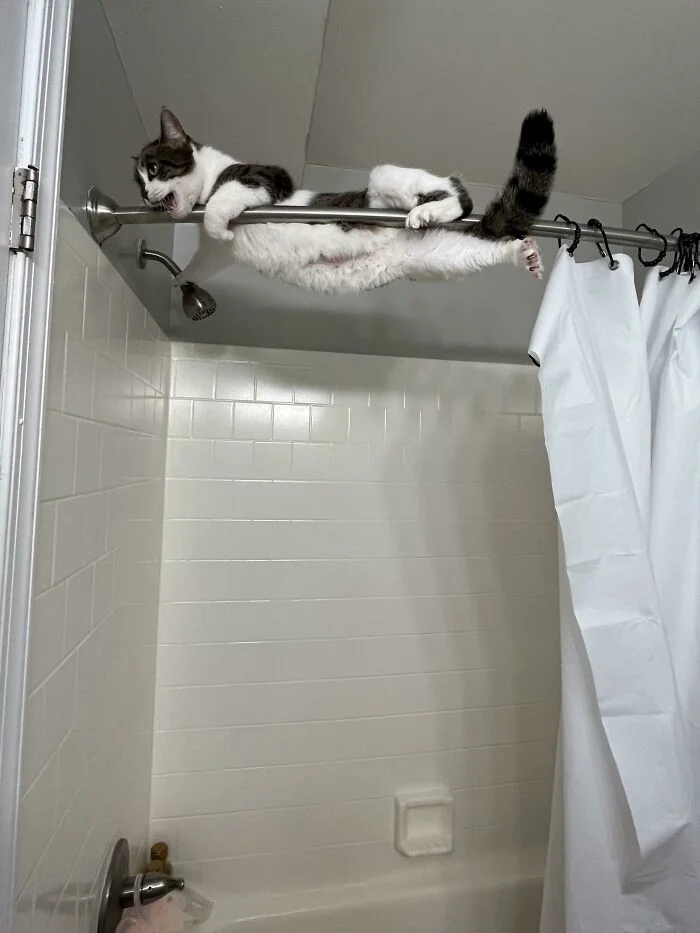 Funny Pets (21 pics)