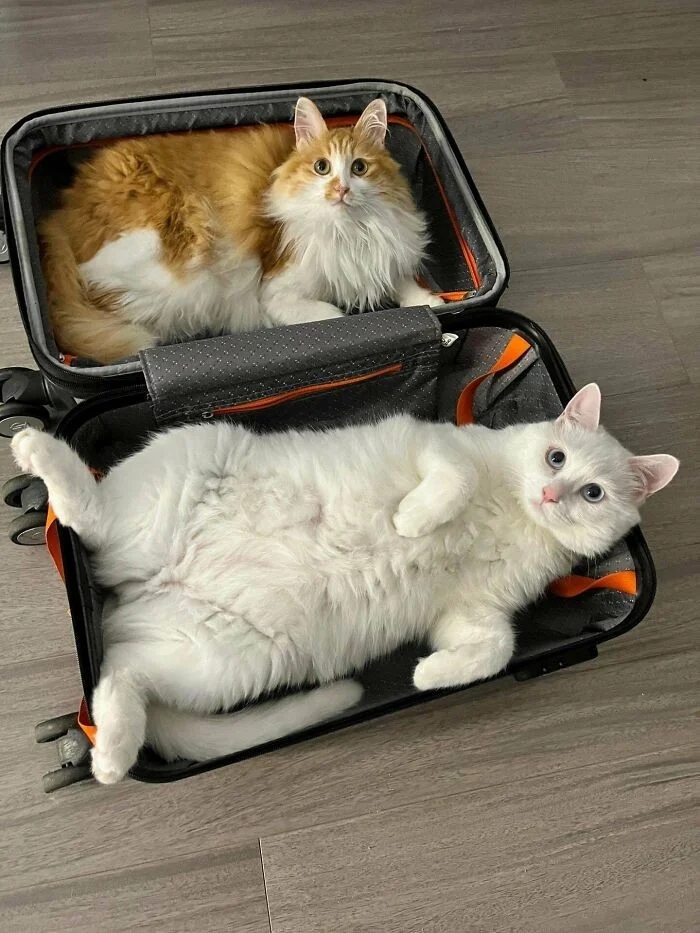 Funny Pets (21 pics)