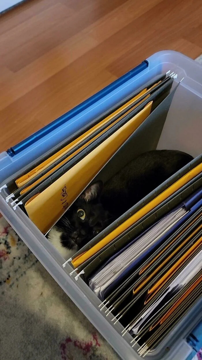 Funny Pets (21 pics)