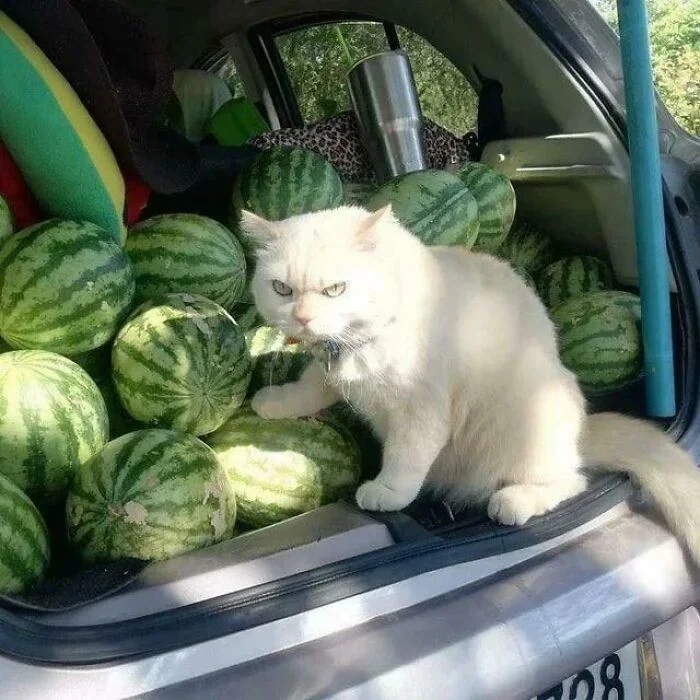 Funny Pets (21 pics)
