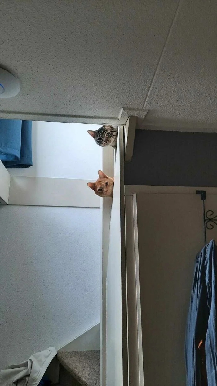 Funny Pets (21 pics)