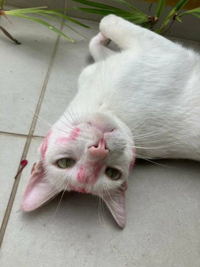 Funny Pets (21 pics)
